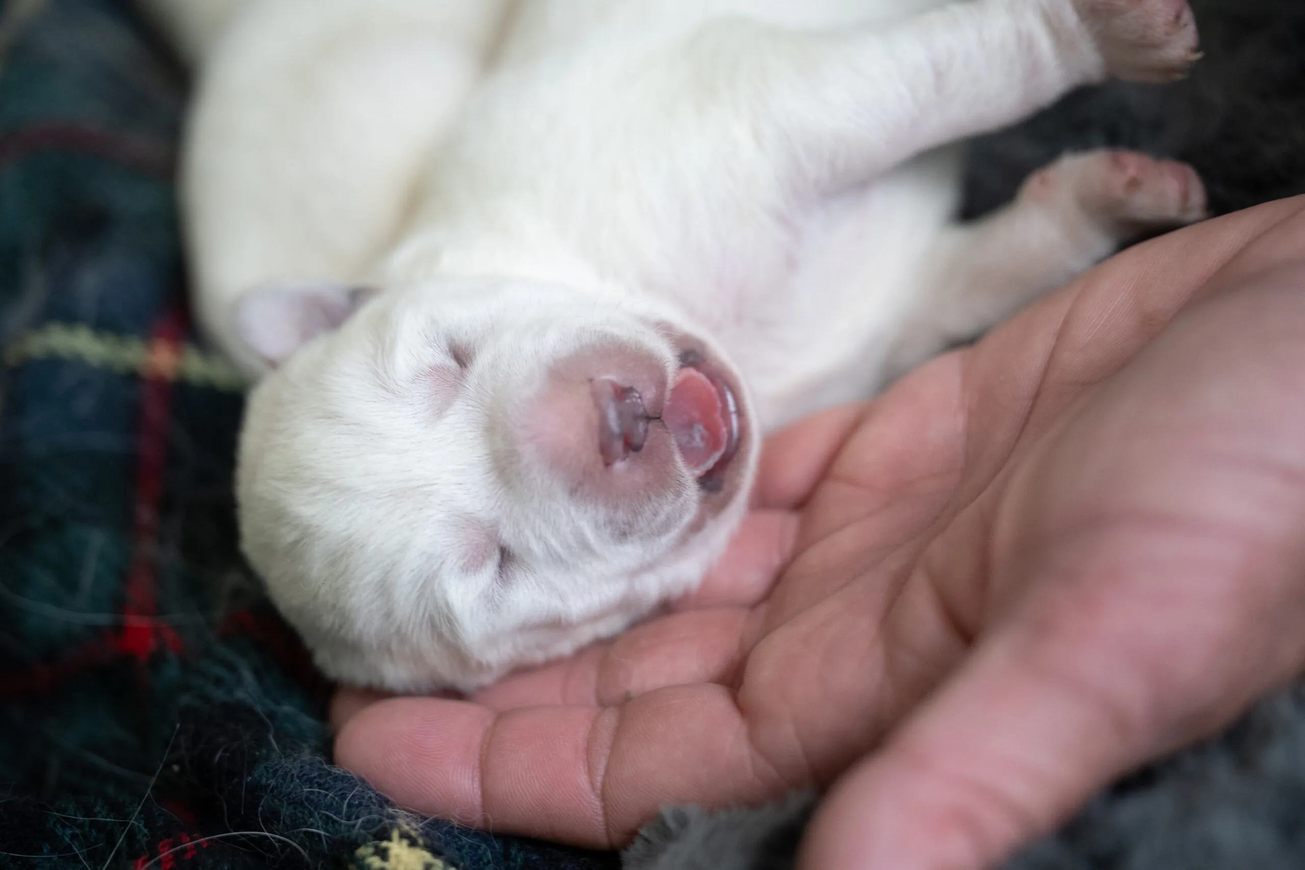 8 To 16 Week Old Puppy Socialization | The Window That Shapes Your Dog - Training That Lasts Dog Training Dog-And-Puppy-Training (17)
