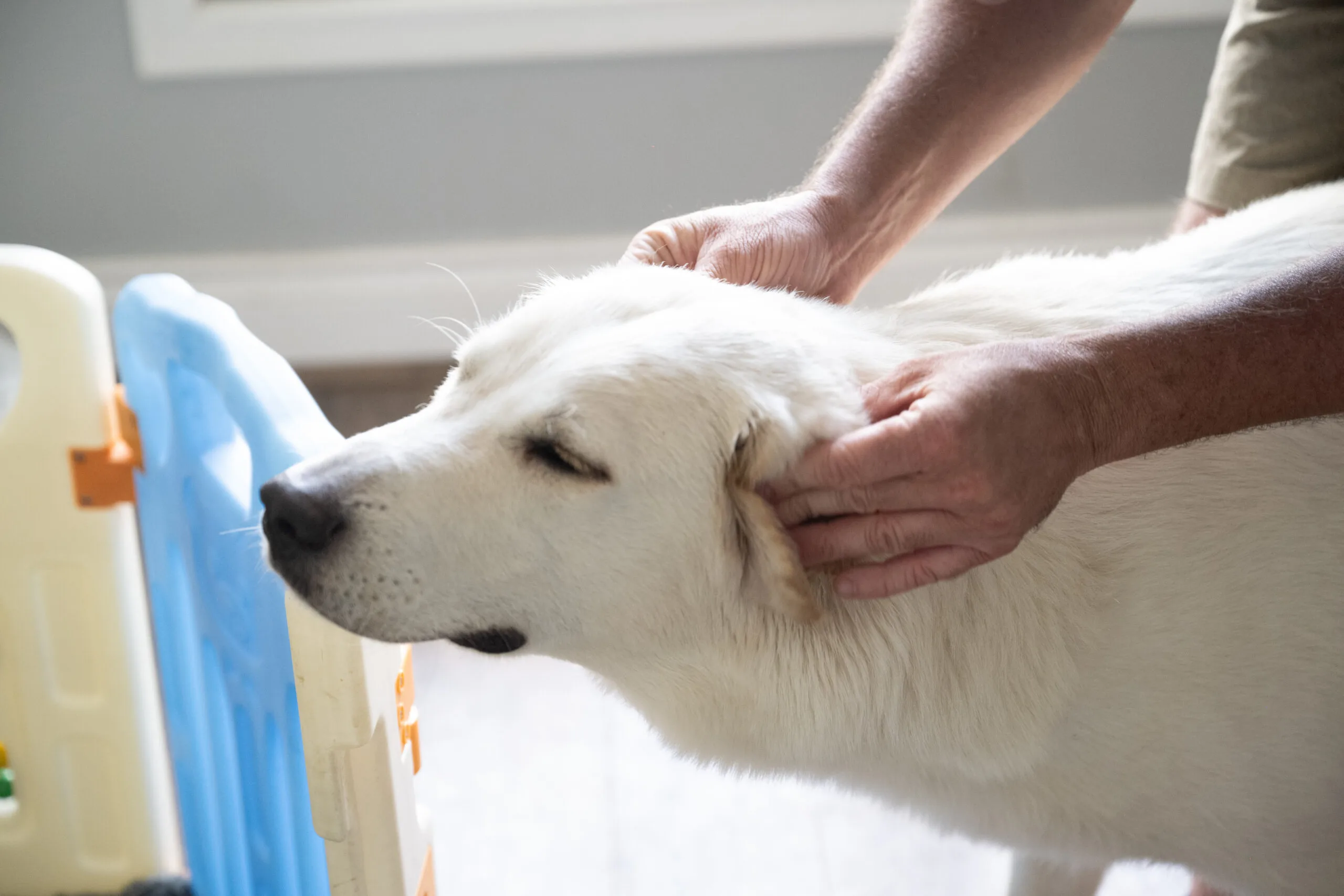 8 To 16 Week Old Puppy Socialization | The Window That Shapes Your Dog - Training That Lasts Dog Training Dog-And-Puppy-Training (18)