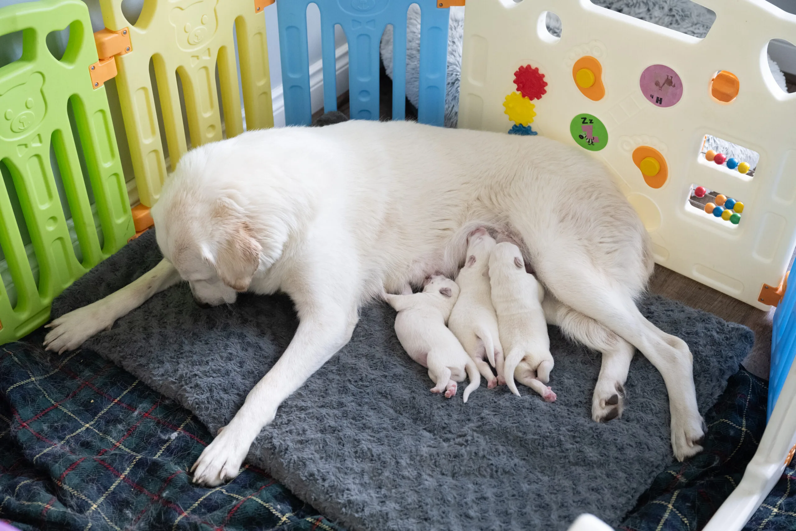 8 To 16 Week Old Puppy Socialization | The Window That Shapes Your Dog - Training That Lasts Dog Training Dog-And-Puppy-Training (19)