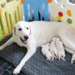 Why The First 8 Weeks Matter
