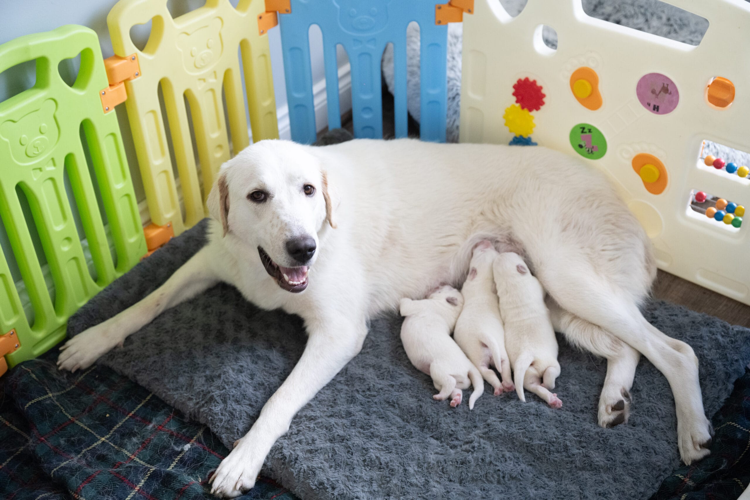 Why The First 8 Weeks Matter