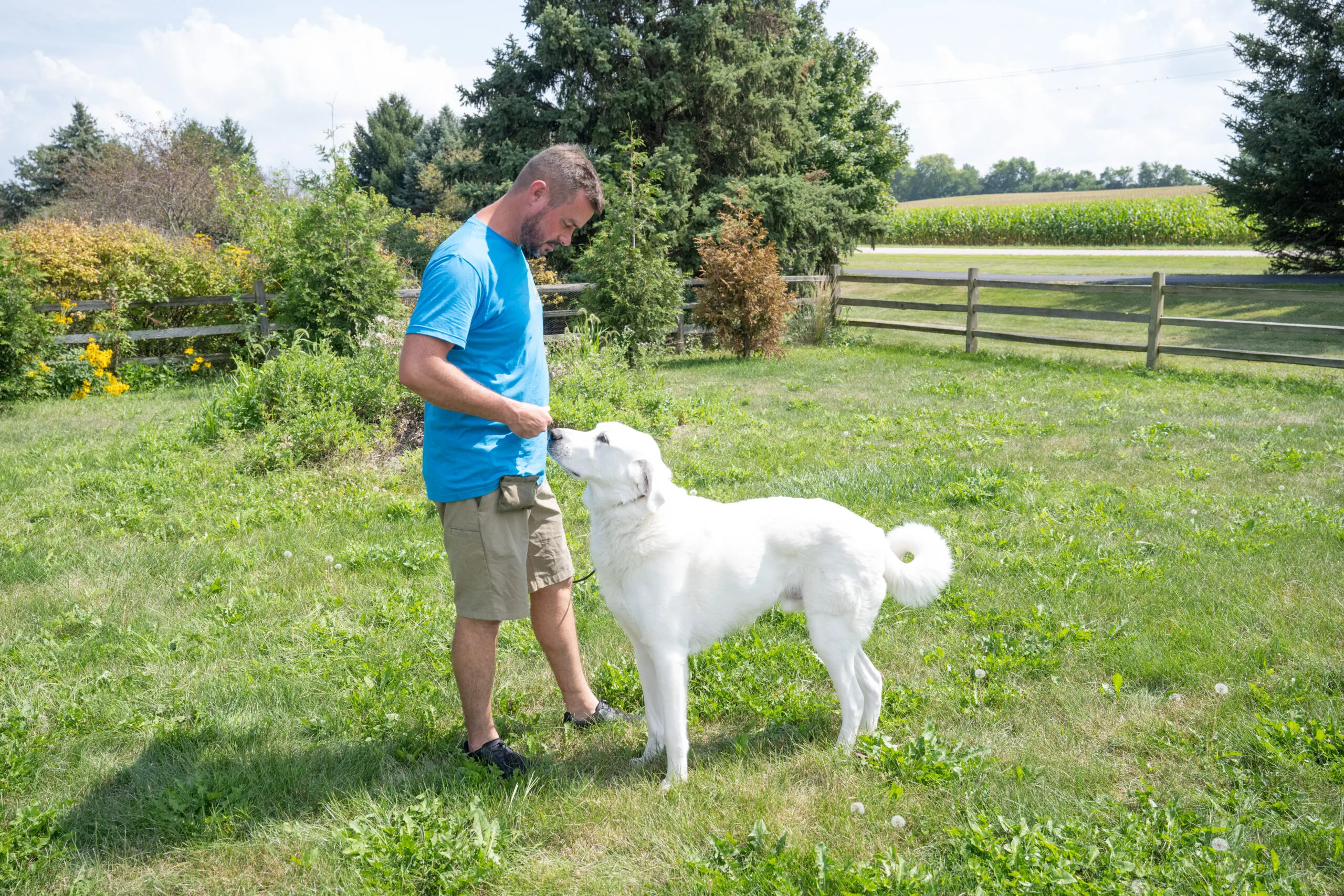 Dog-And-Puppy-Training (22)