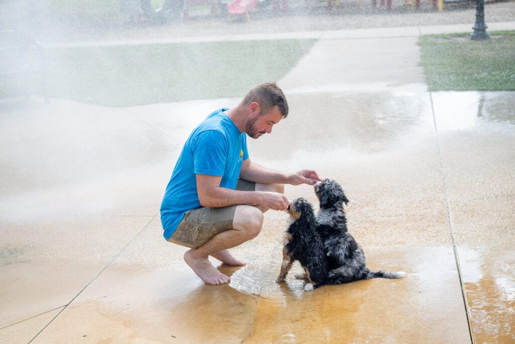 8 To 16 Week Old Puppy Socialization | The Window That Shapes Your Dog - Two Young Puppies Playing At The Park In The Water Fountain With Tyler The Trainer.
