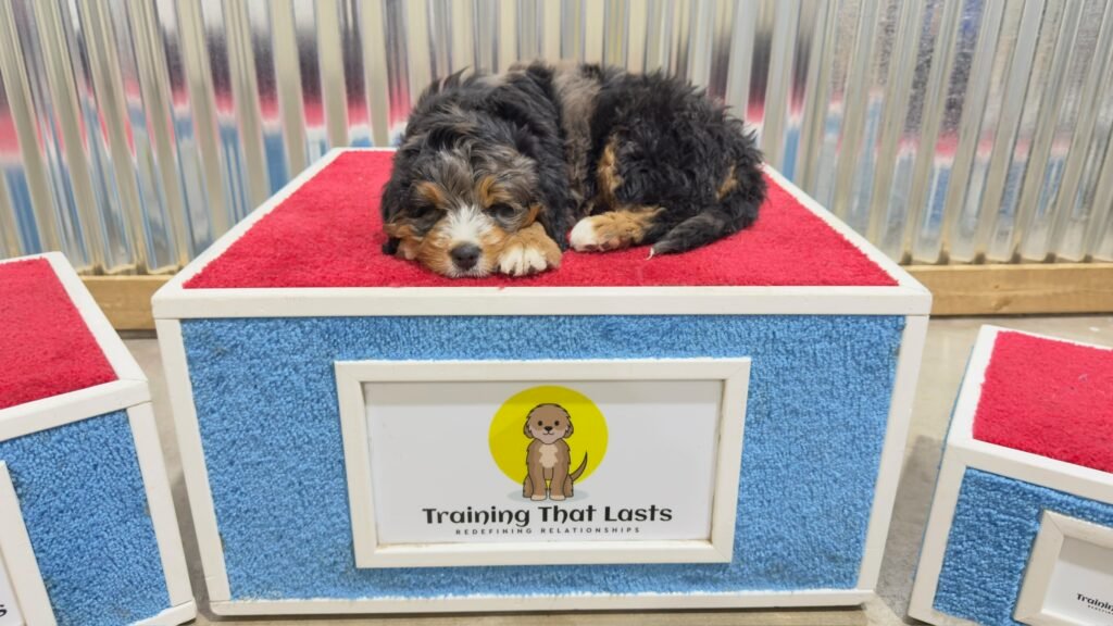 A Bernedoodle Laying On The Training Box Tired From The In-Home Training With Training That Lasts.