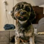 a dog sitting on a bed