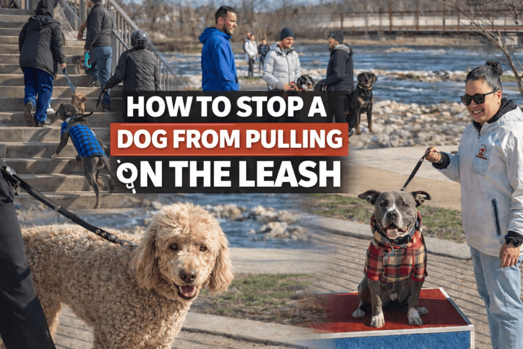 How To Stop A Dog From Pulling On The Leash | Professional Dog Training | Training That Lasts