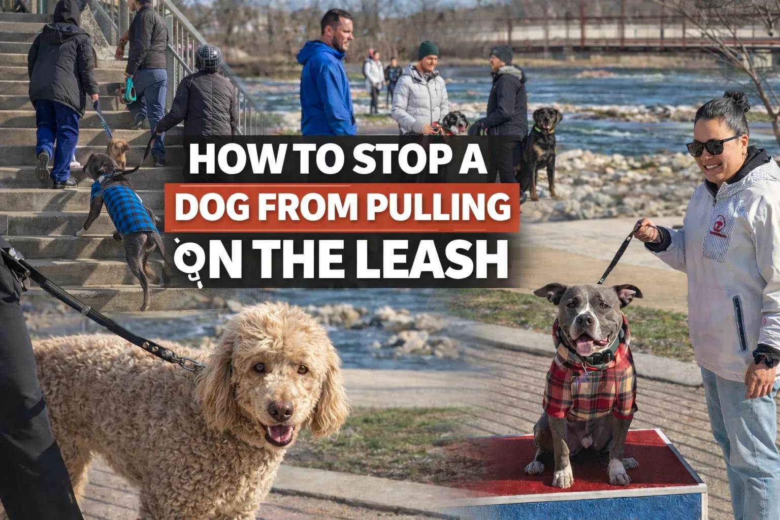 How To Stop A Dog From Pulling On The Leash | Professional Dog Training | Training That Lasts