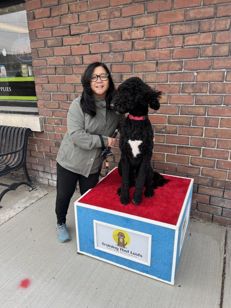 Shiloh, A Big Male Poodle And His Handler Janet While The Dog In On The Training Box.