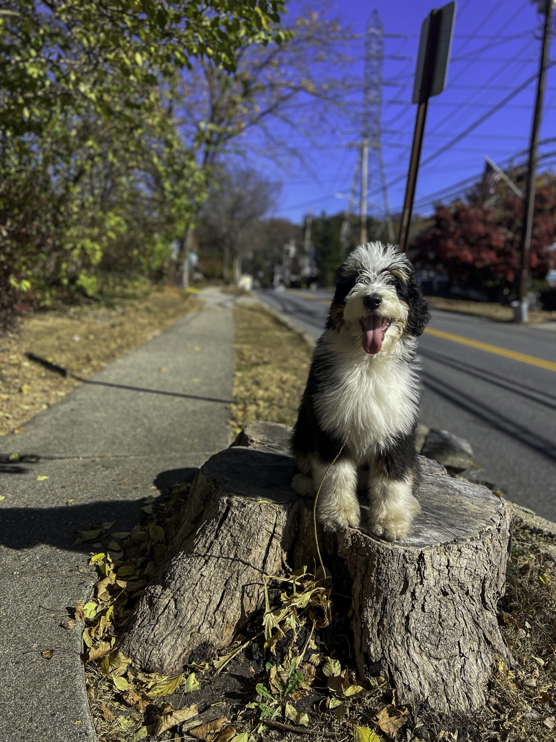 A Bernedoodle puppy sitting on a tree stump next to a sidewalk during a training session on a bright autumn day.