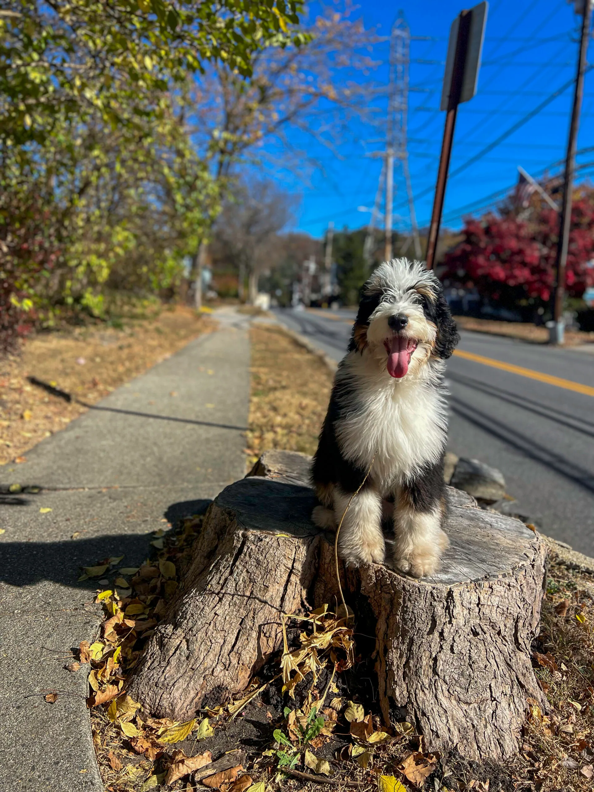 A Bernedoodle Puppy Sitting On A Tree Stump Next To A Sidewalk During A Training Session On A Bright Autumn Day.