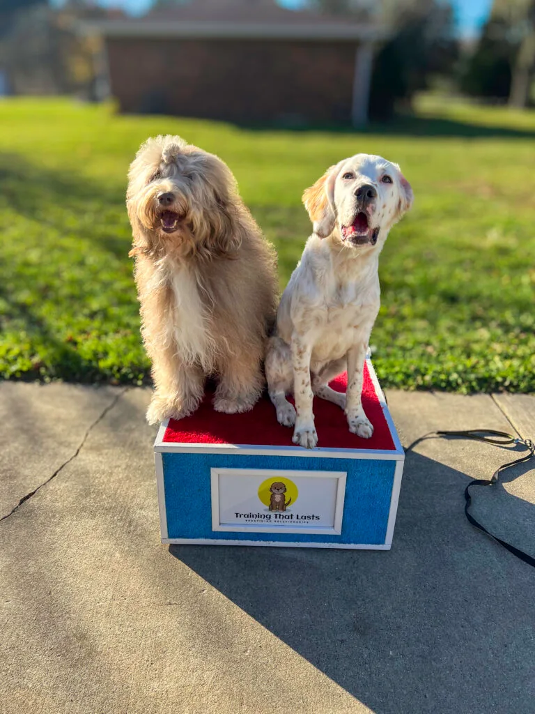 About Us - Training That Lasts Dog Training Oscar The Dood And A Puppy Together During Training, Posing On The Training That Lasts Box In The Backyard.