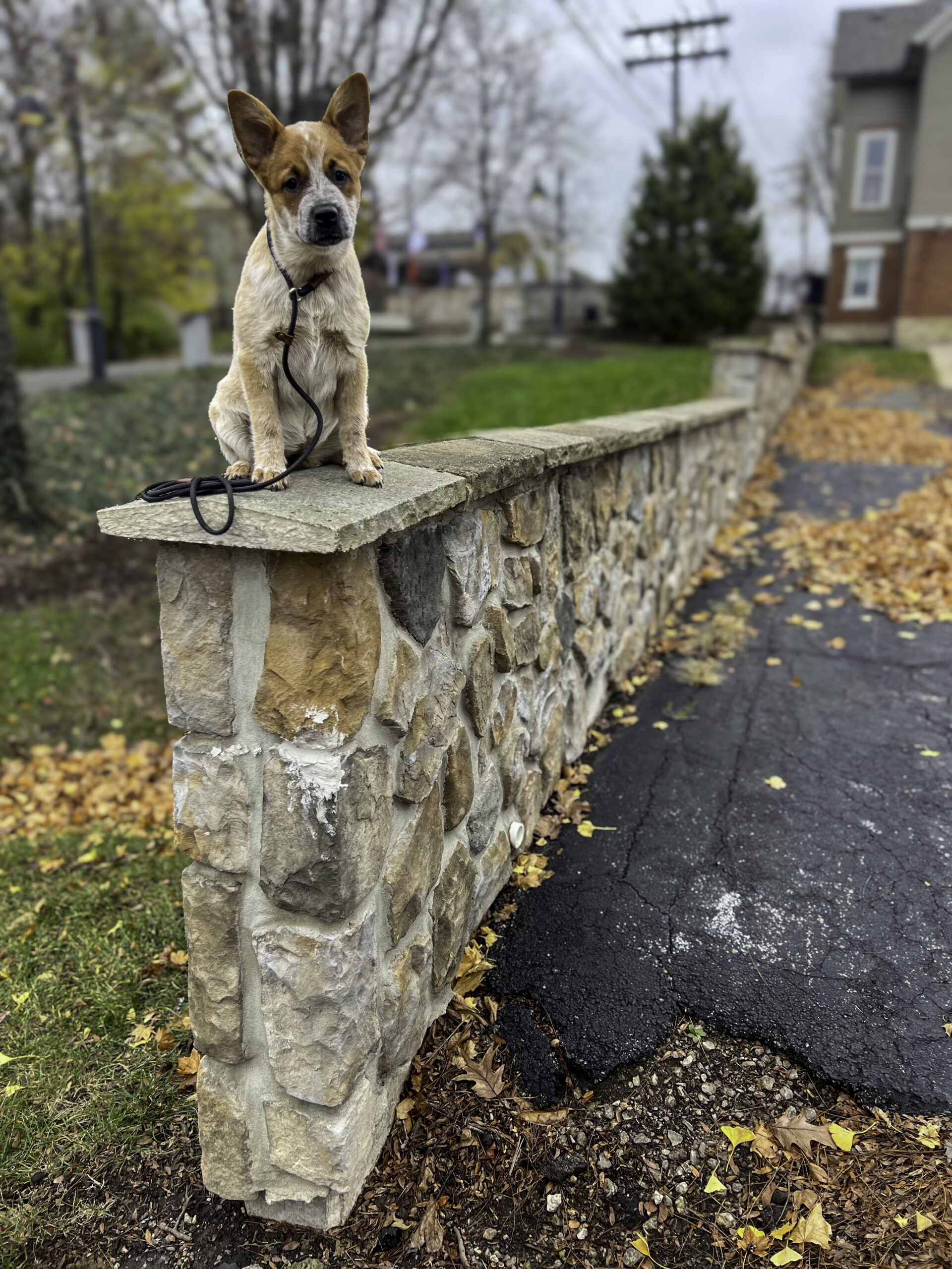 A mixed breed dog sitting on a stone wall during a training session in an autumn setting with fallen leaves and a suburban background.