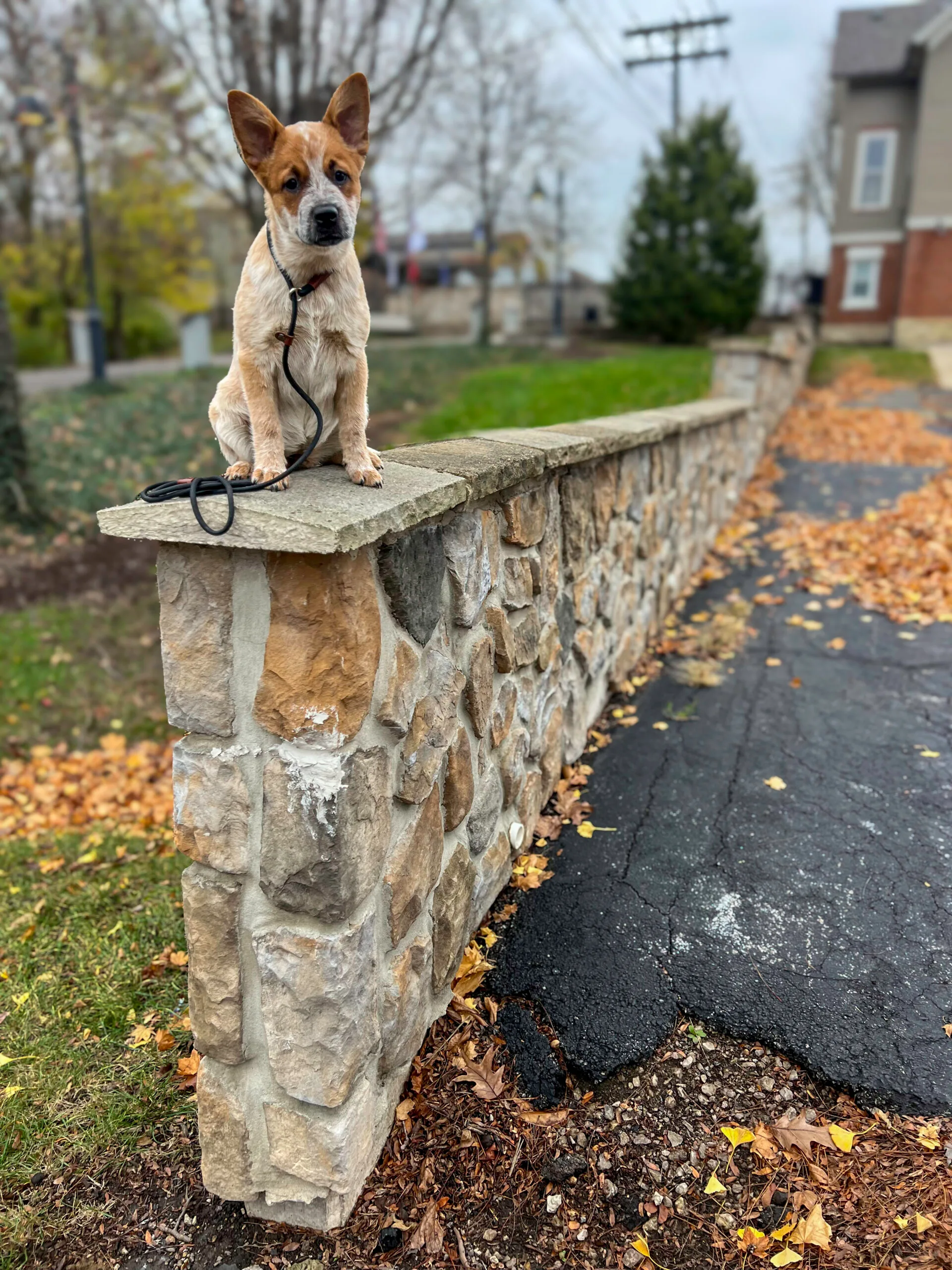 A Mixed Breed Dog Sitting On A Stone Wall During A Training Session In An Autumn Setting With Fallen Leaves And A Suburban Background.