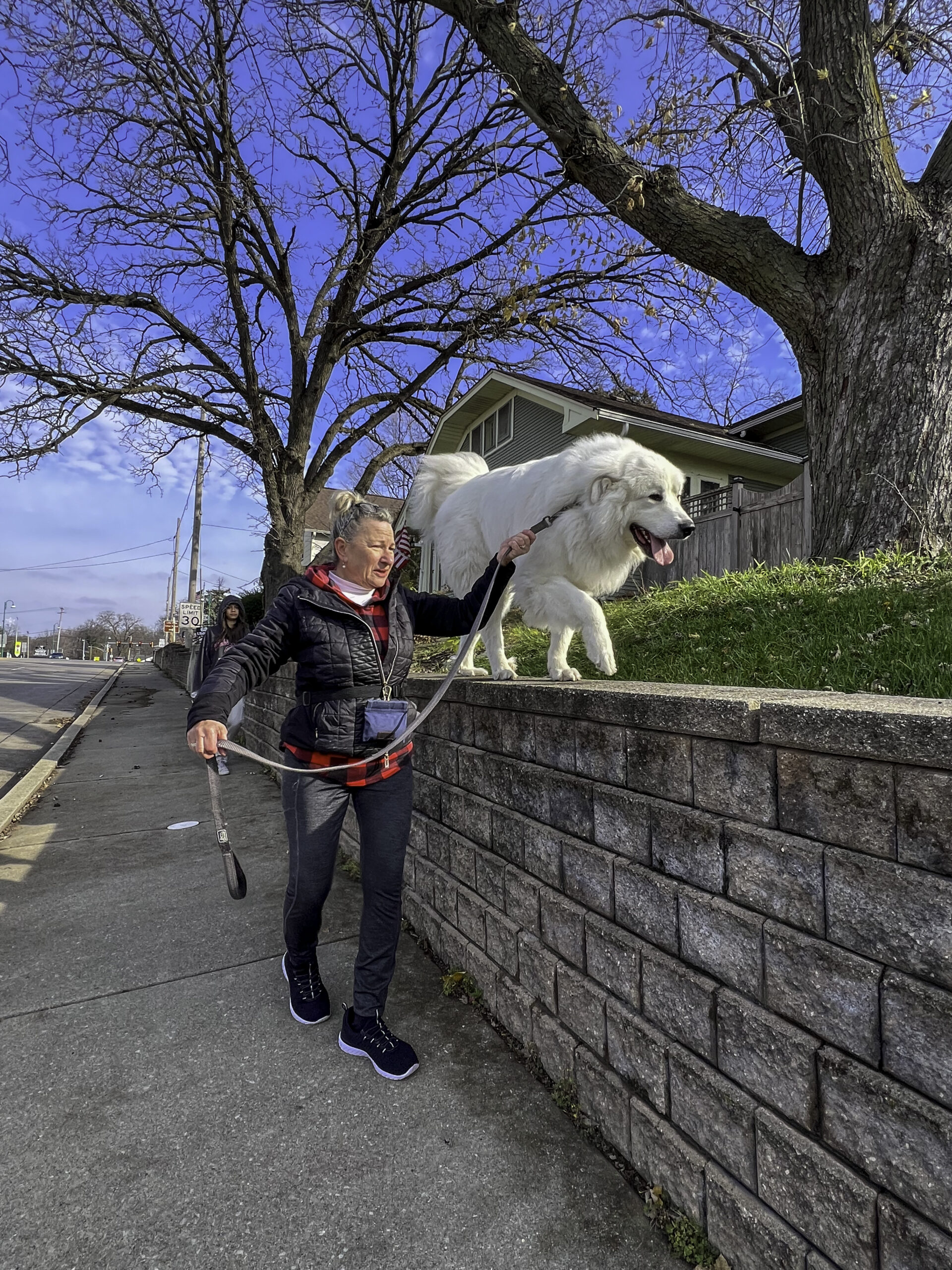 a woman walking a dog on a sidewalk