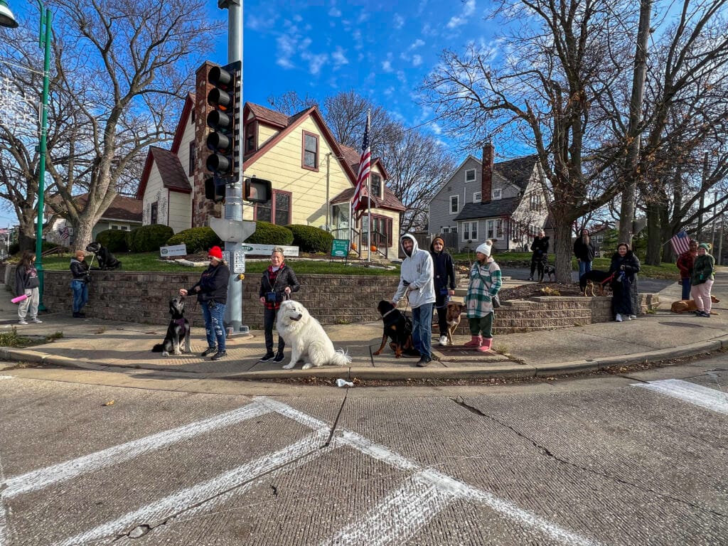 A Group Of People With Dogs On A Street Corner