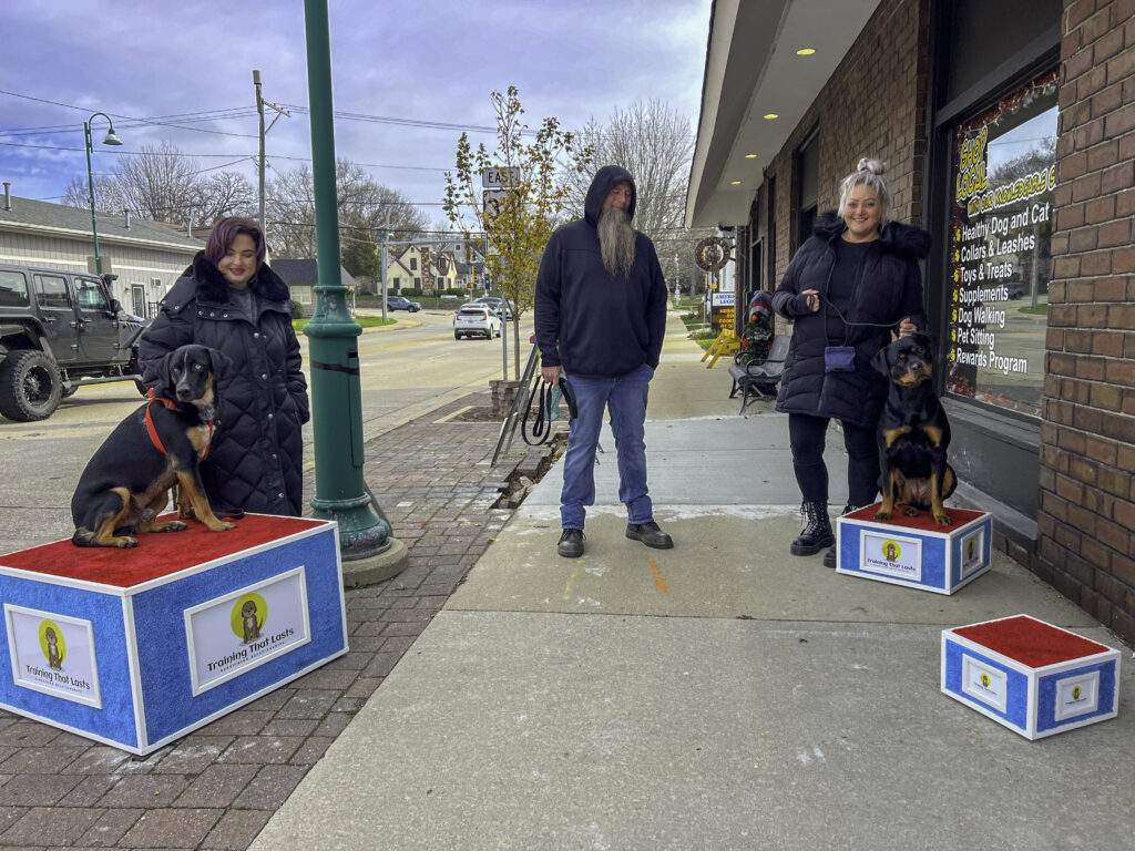 A Group Of People Standing On Boxes With Dogs