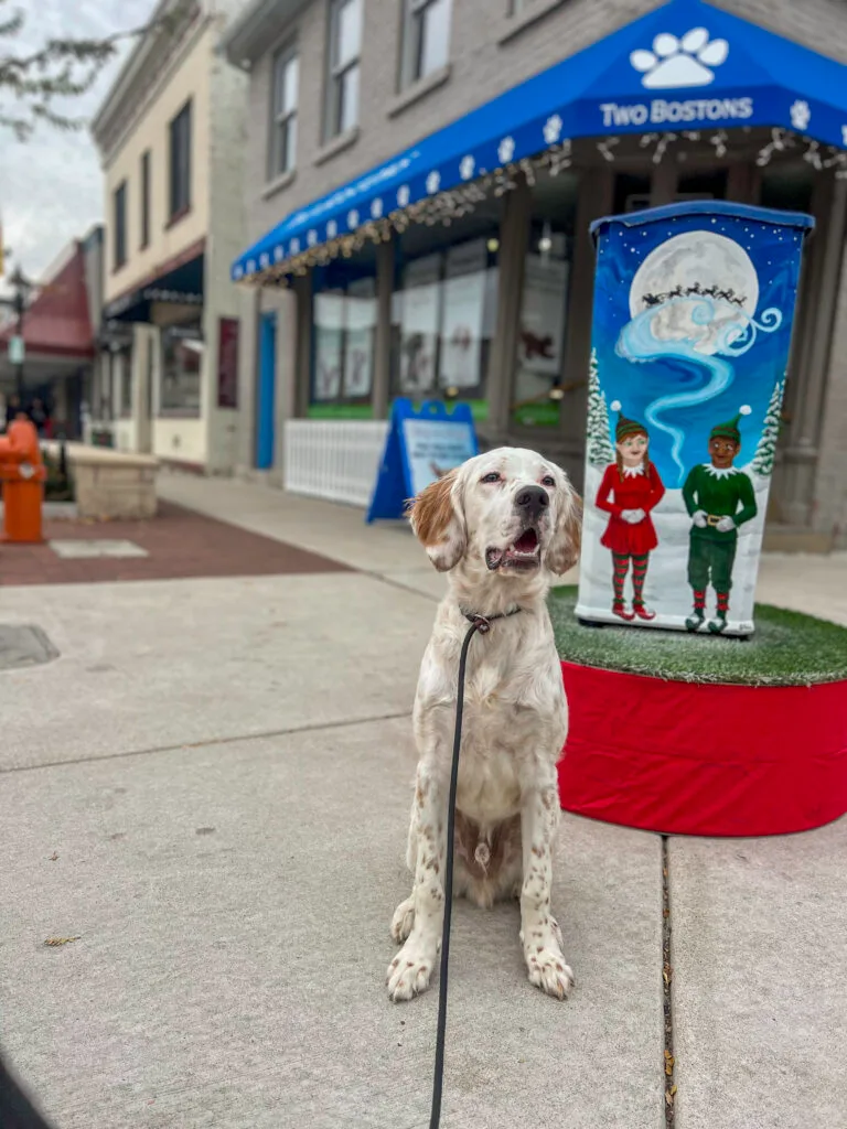 5 Foolproof Dog Training Methods That Actually Work