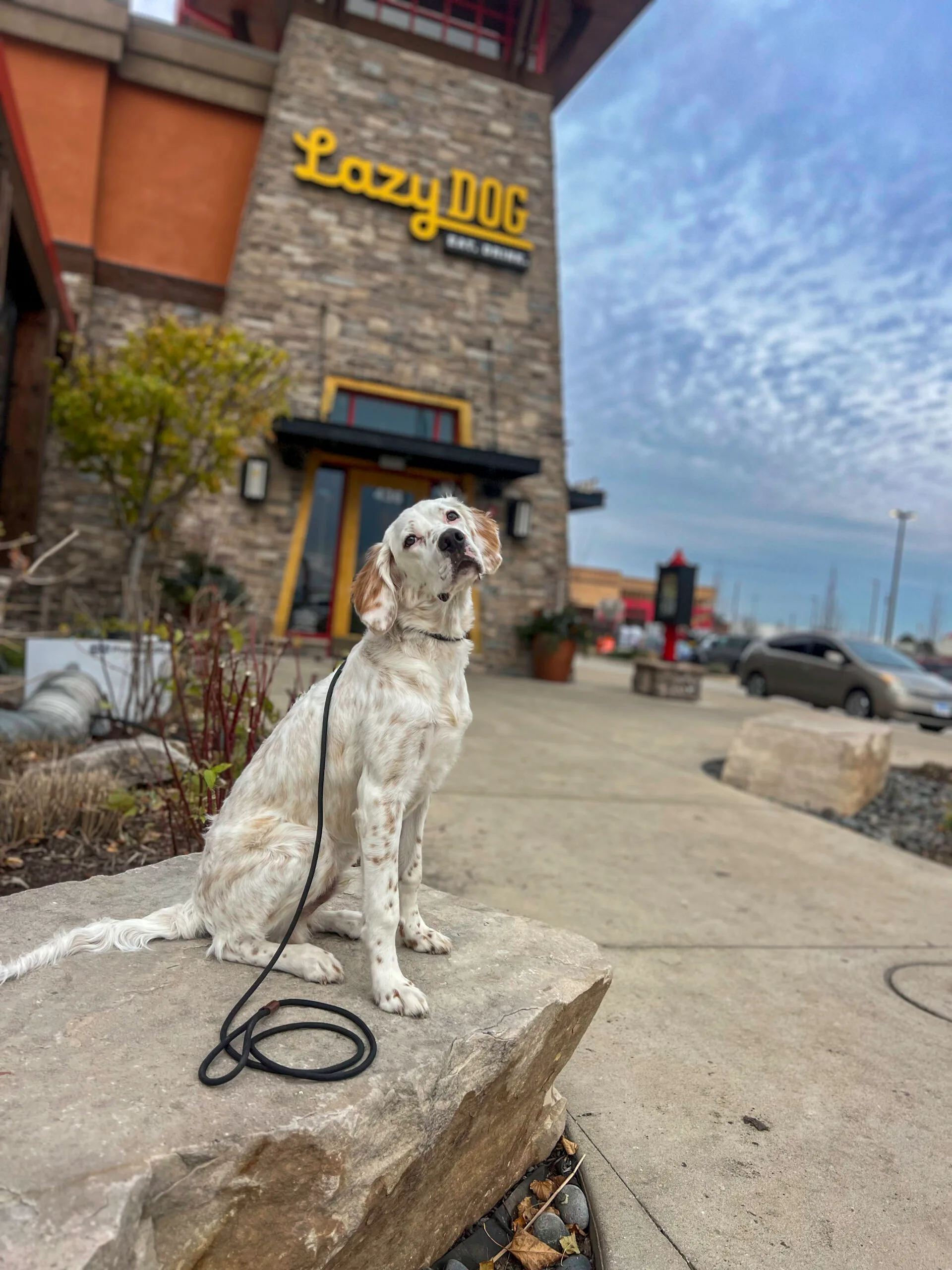 Spotted lab mix sitting near a storefront, demonstrating leash control and patience.
