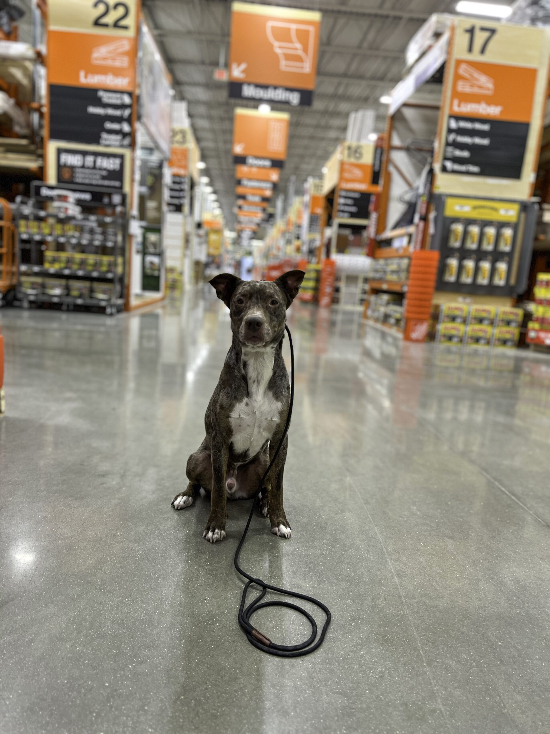 Brindle Dog Breed at Home Depot Doing Training