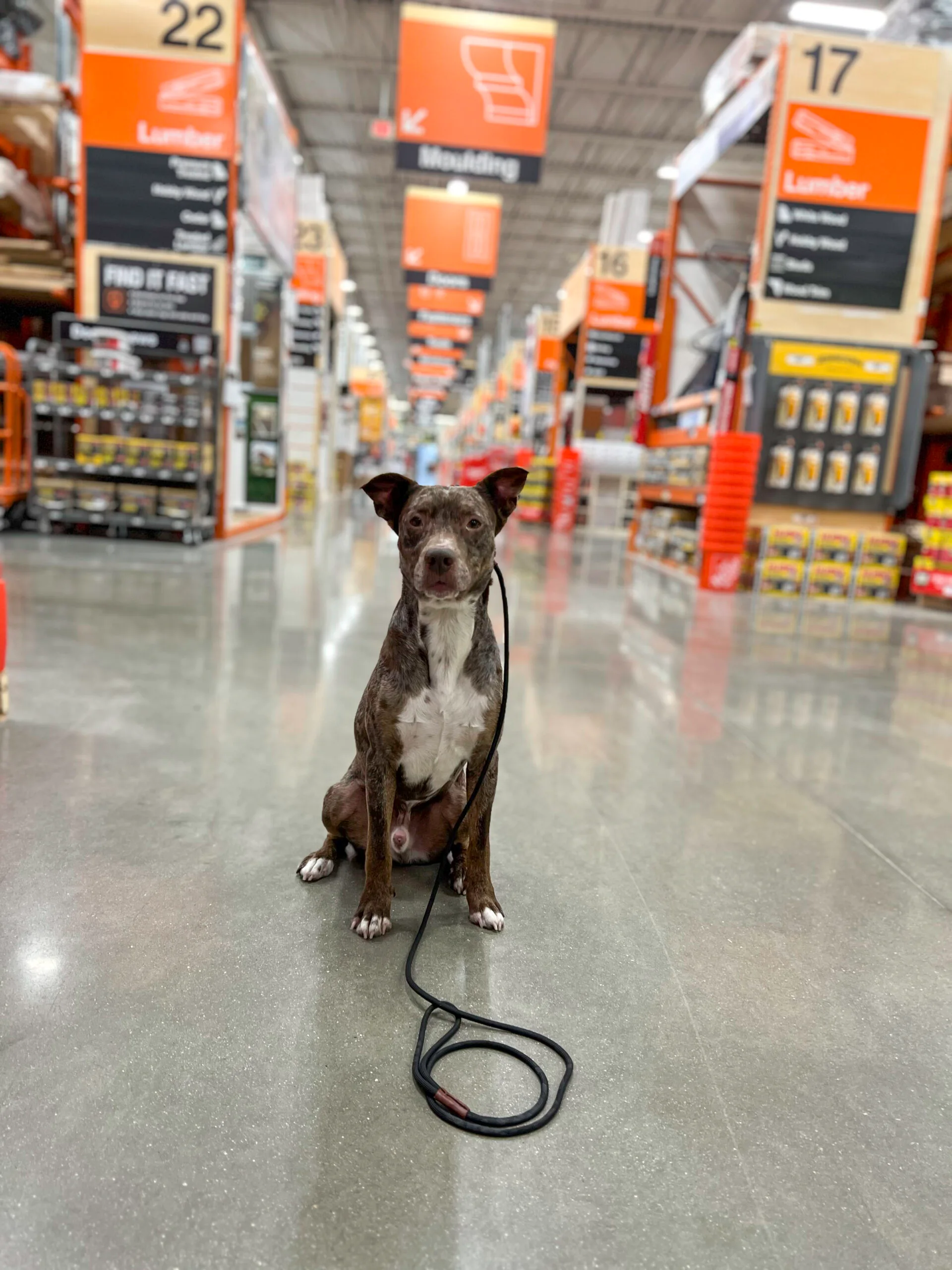 Brindle Dog Breed at Home Depot Doing Training