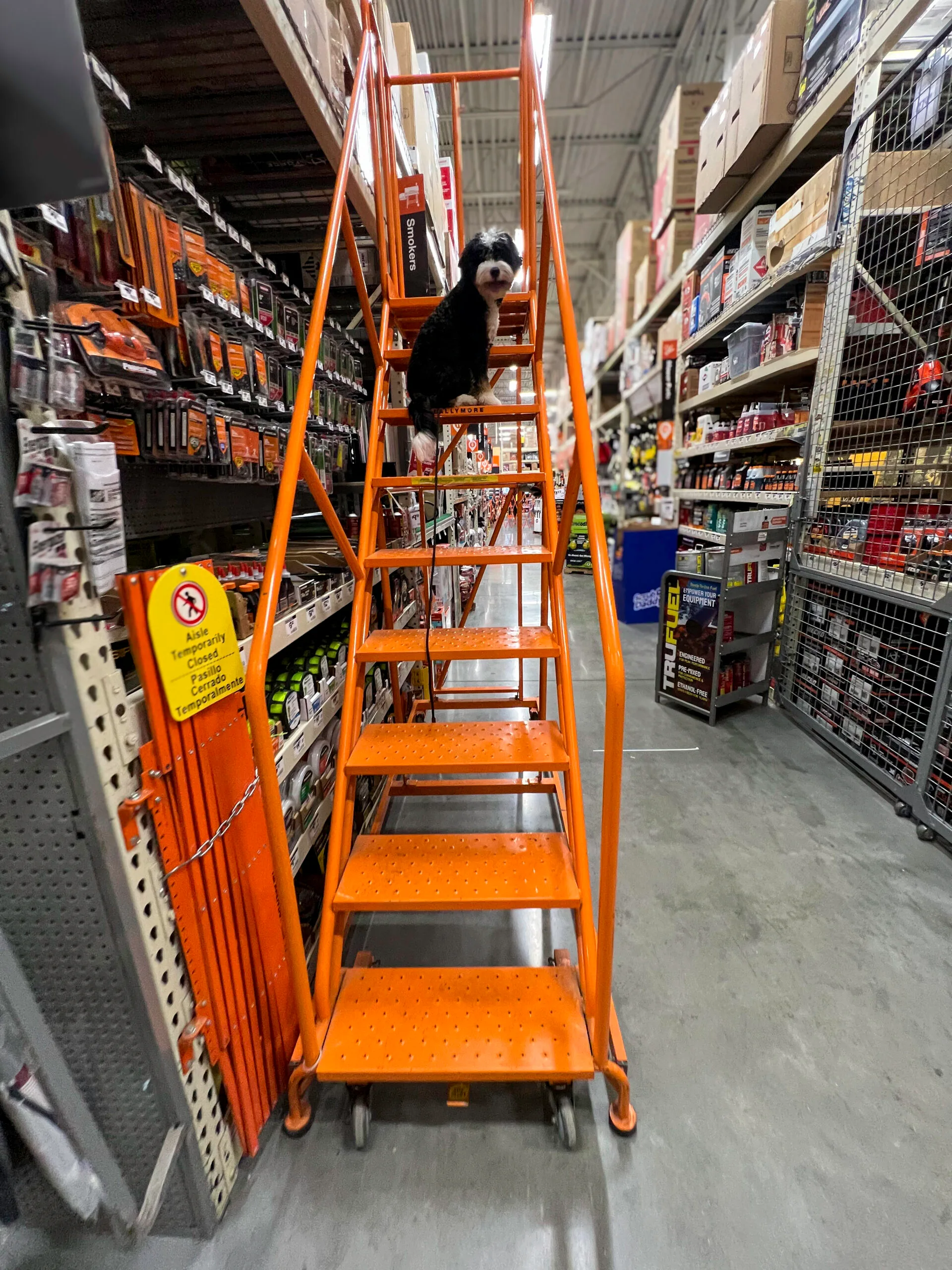 Dog navigating metal stairs inside a Home Depot, demonstrating advanced training skills.