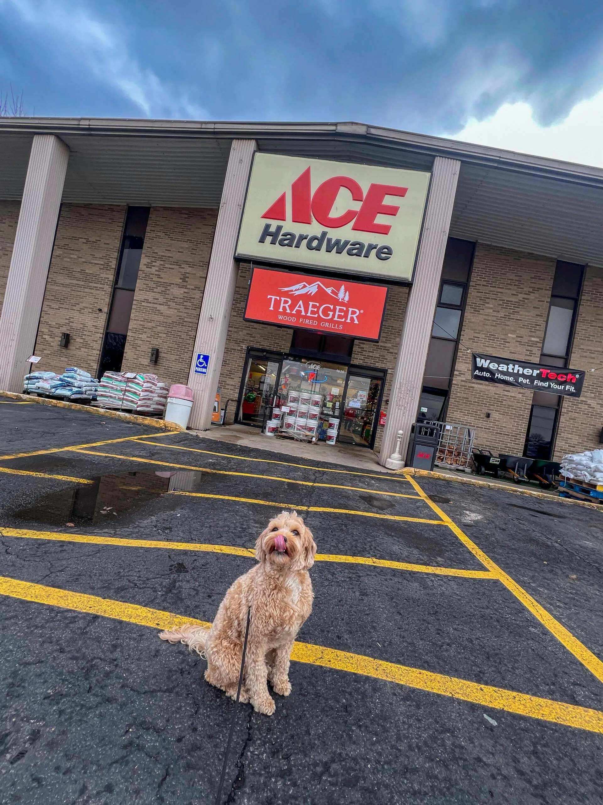 Happy dog sitting outside an Ace Hardware store, practicing patience and focus.