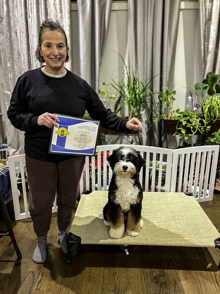 A Mini Bernedoodle standing confidently on a training platform with its trainer holding the board and train graduation certificate