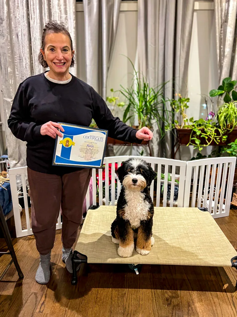 A Mini Bernedoodle Standing Confidently On A Training Platform With Its Trainer Holding The Board And Train Graduation Certificate