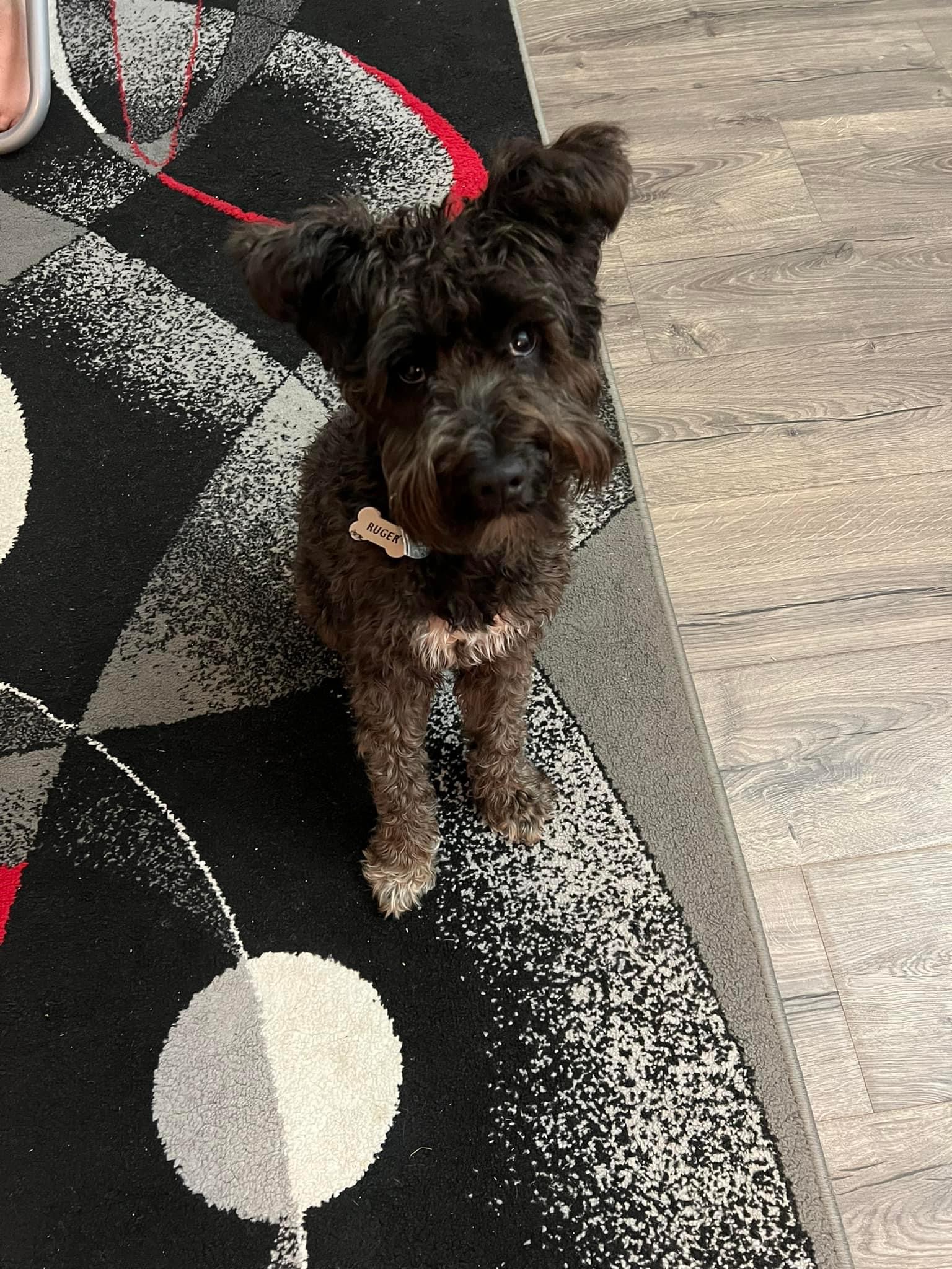 a dog sitting on a rug with Separation Anxiety