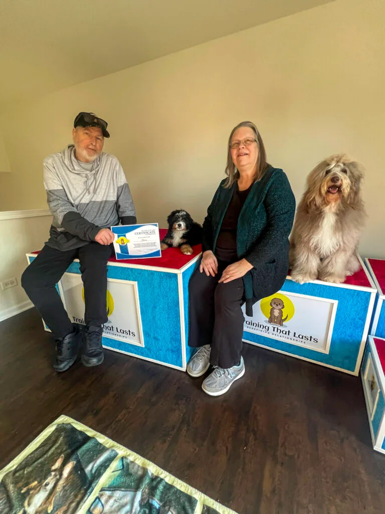 A Bernedoodle Sitting On A Platform Indoors Between Two Trainers Holding Its Board And Train Program Graduation Certificate.
