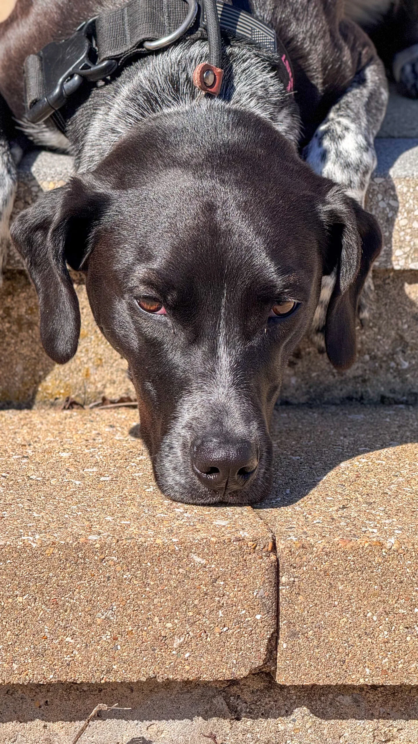 Group Training | Professional Dog Training | Training That Lasts