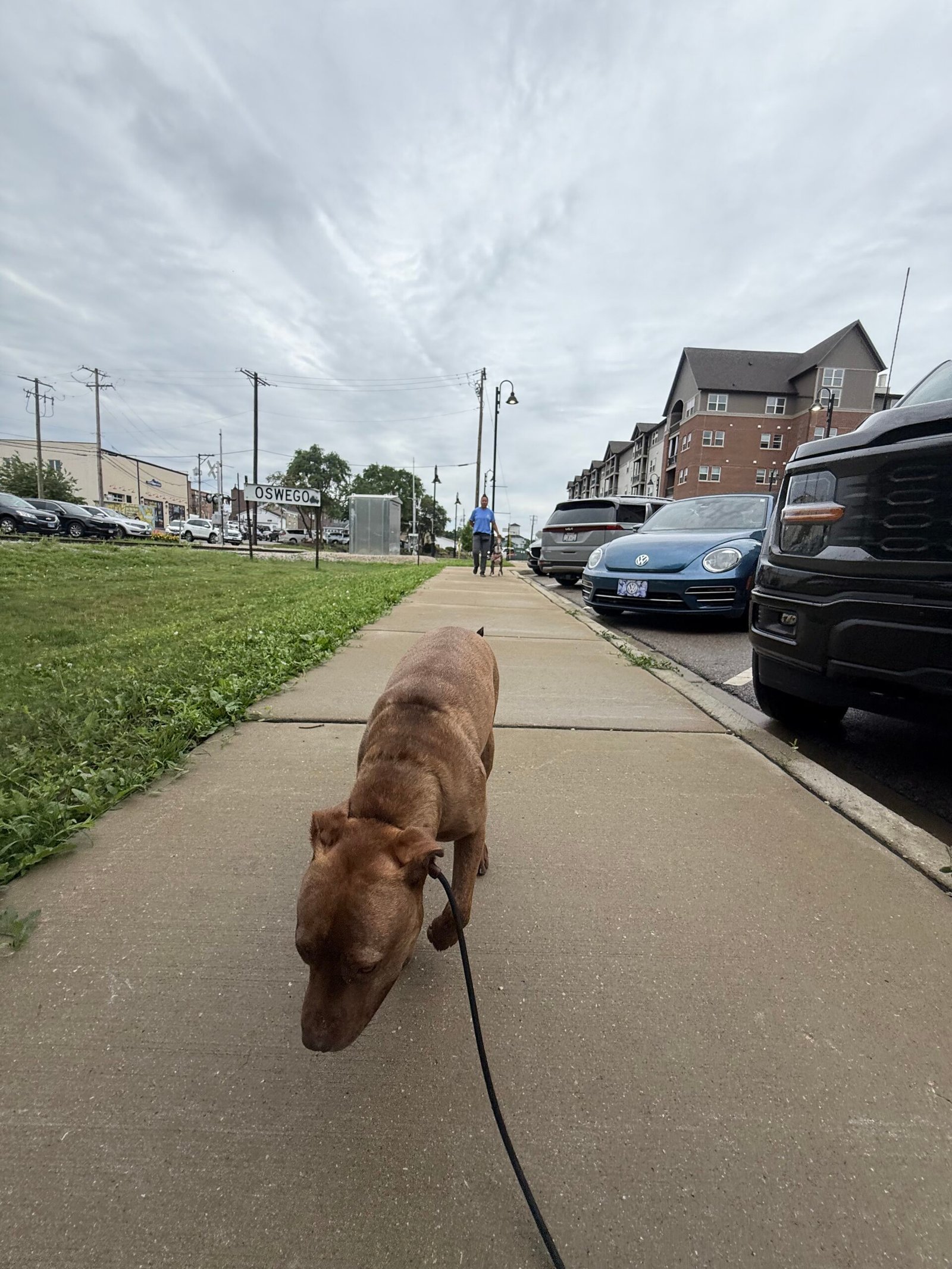 Put Your Dog Down - Stop Carrying Your Dog Everywhere - Training That Lasts Dog Training Put Your Dog Down - Stop Carrying Your Dog Everywhere | Professional Dog Training | Training That Lasts