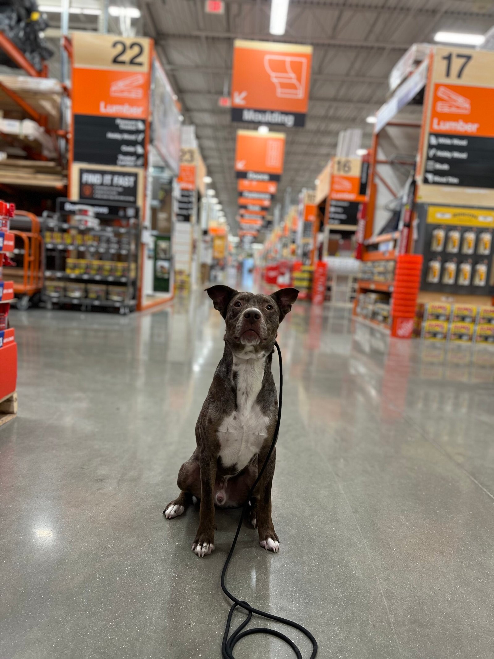 Happy Dog During Training That Lasts Training Session