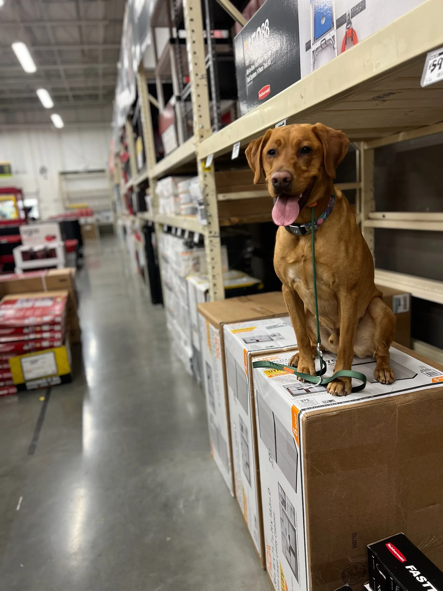 Golden Retriever sitting confidently on a store shelf during training inside home depot