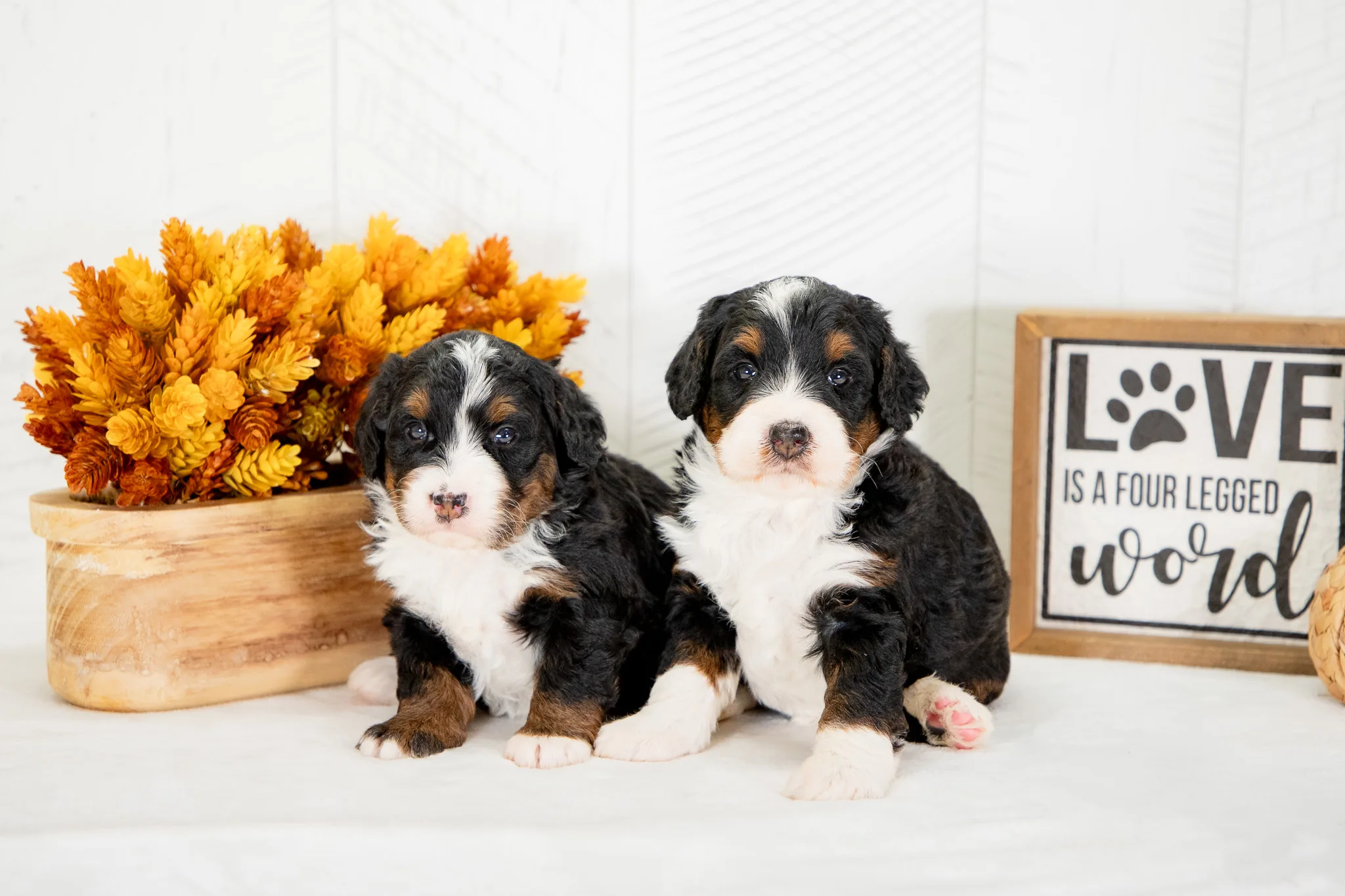 Family Raised Bernedoodles