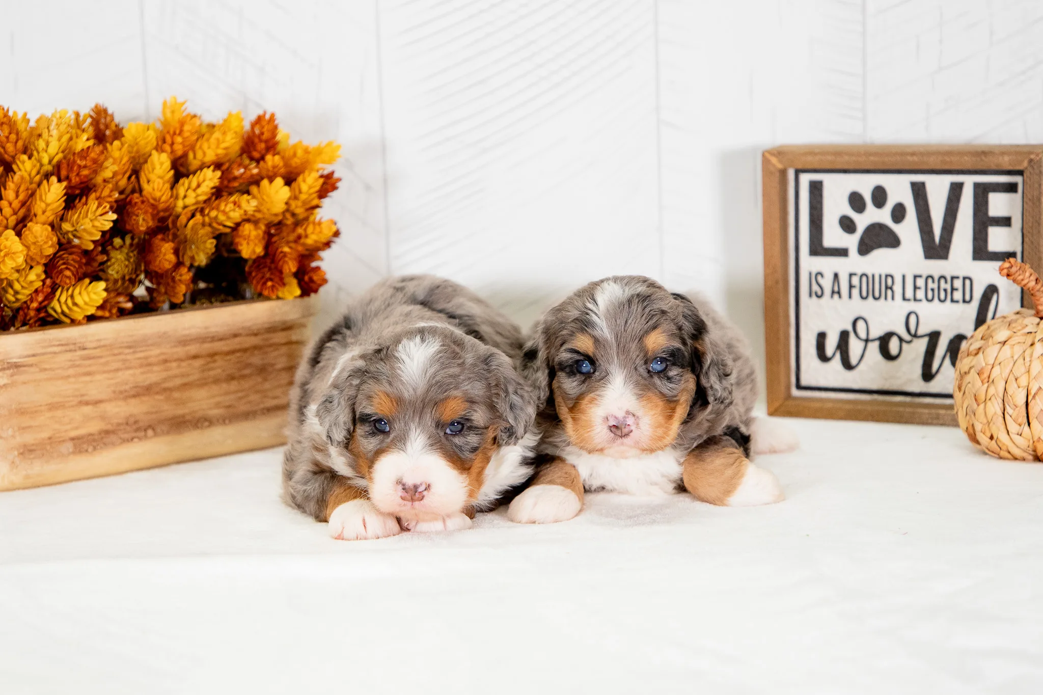 8 To 16 Week Old Puppy Socialization | The Window That Shapes Your Dog | Professional Dog Training | Training That Lasts