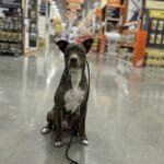 Why training in a public place like home depot, Lazy Dog Restaurant or local pet store is a game changer.