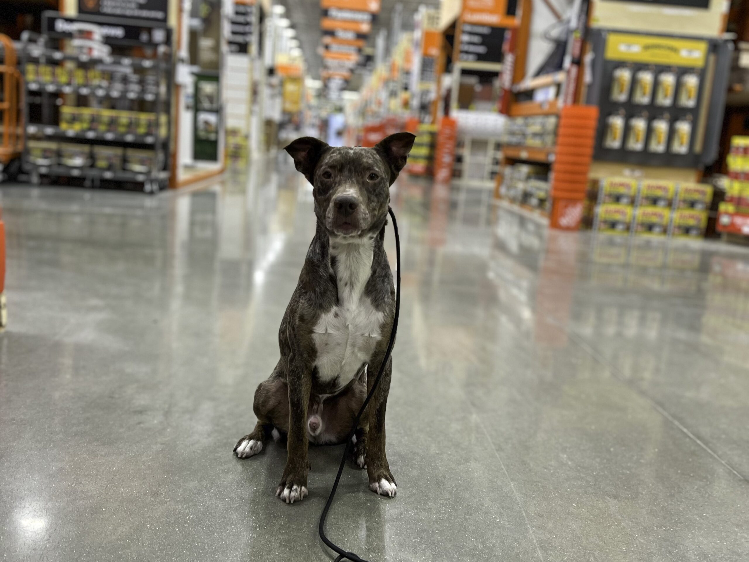 Why training in a public place like home depot, Lazy Dog Restaurant or local pet store is a game changer.