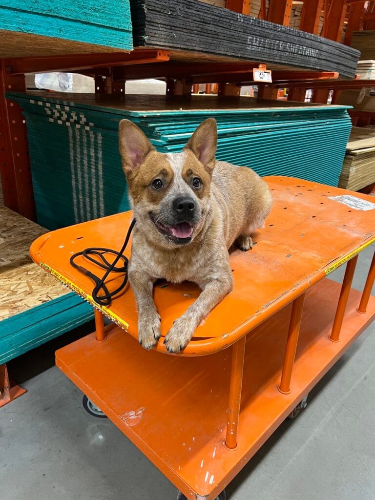 Home Depot One On One Training Session In Yorkville With Tyler The Trainer Of Training That Lasts.