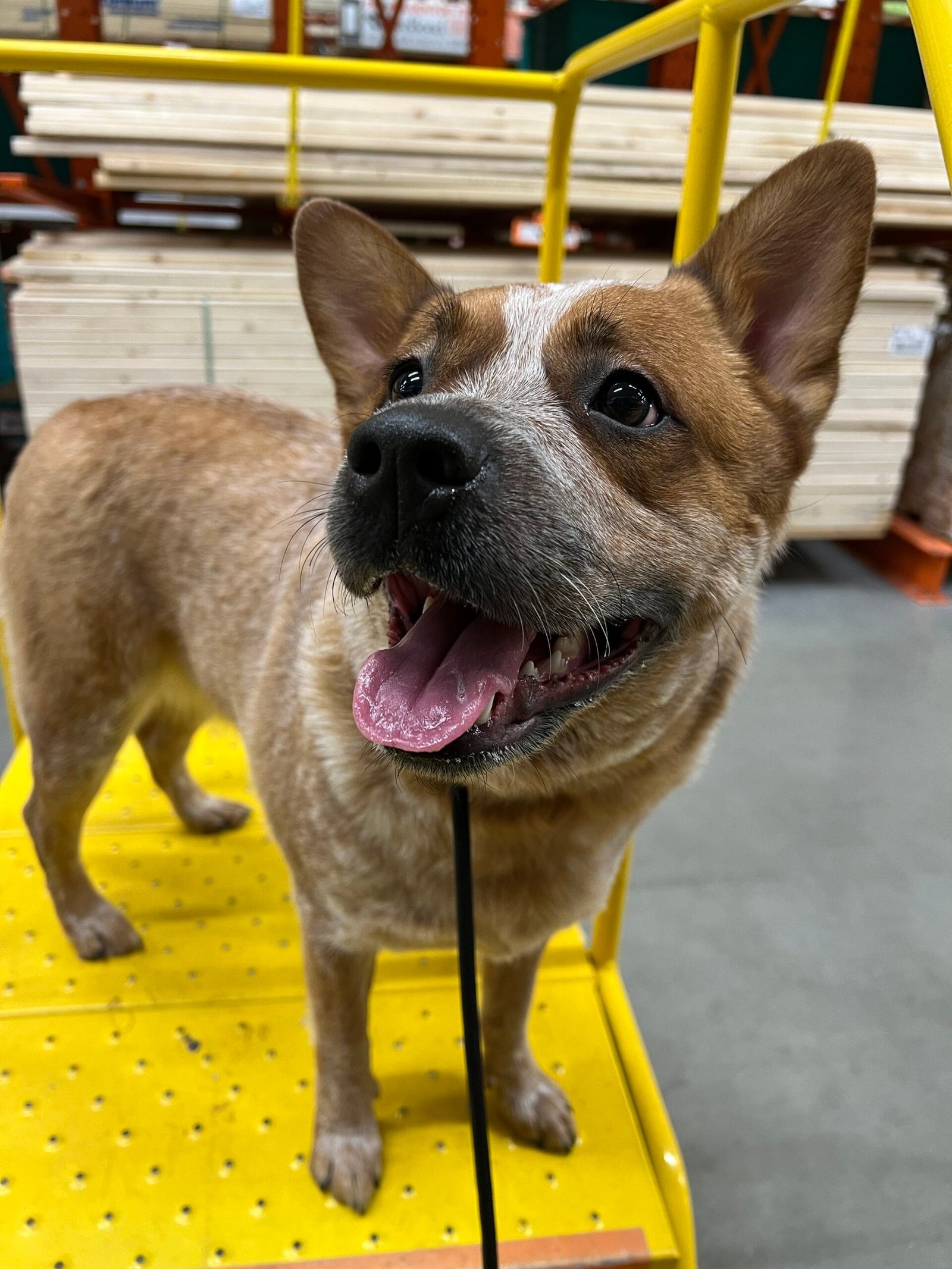 Our Methodology - Training That Lasts Dog Training Training That Lasts Practicing Real-World Dog Training At Home Depot In Yorkville