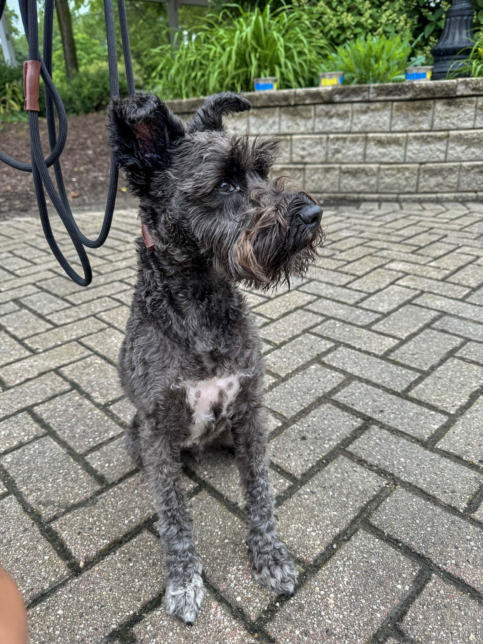 Structured Walk With Mini Schnauzer