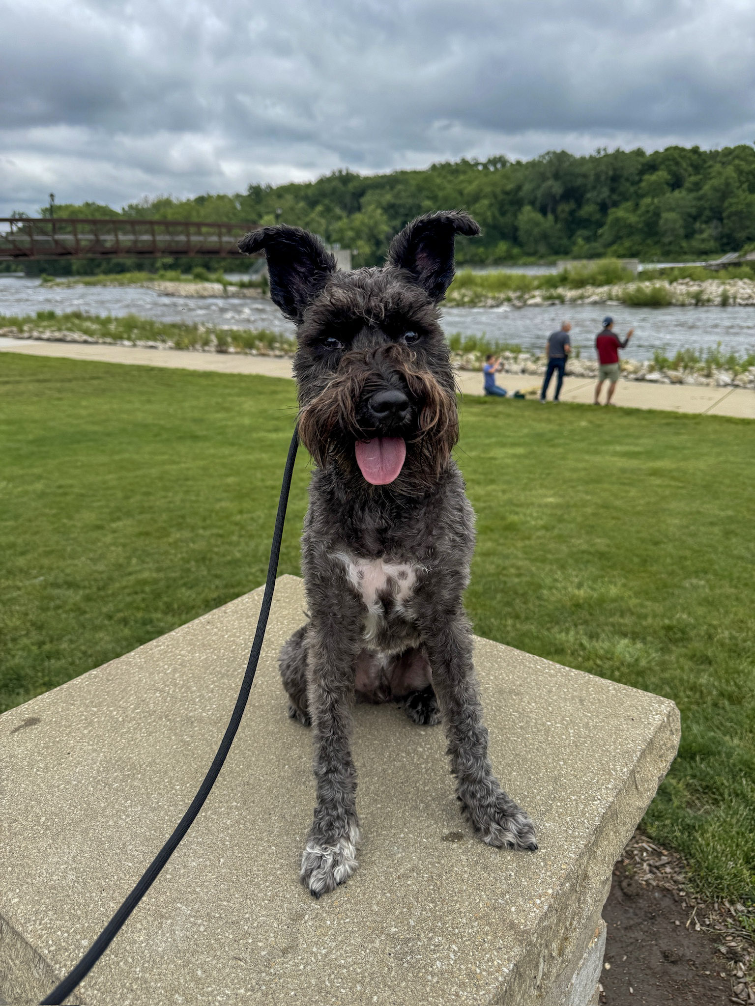 Mini Schnauzer Taking Structured Dog Walks And Sitting On Top Of A Wall