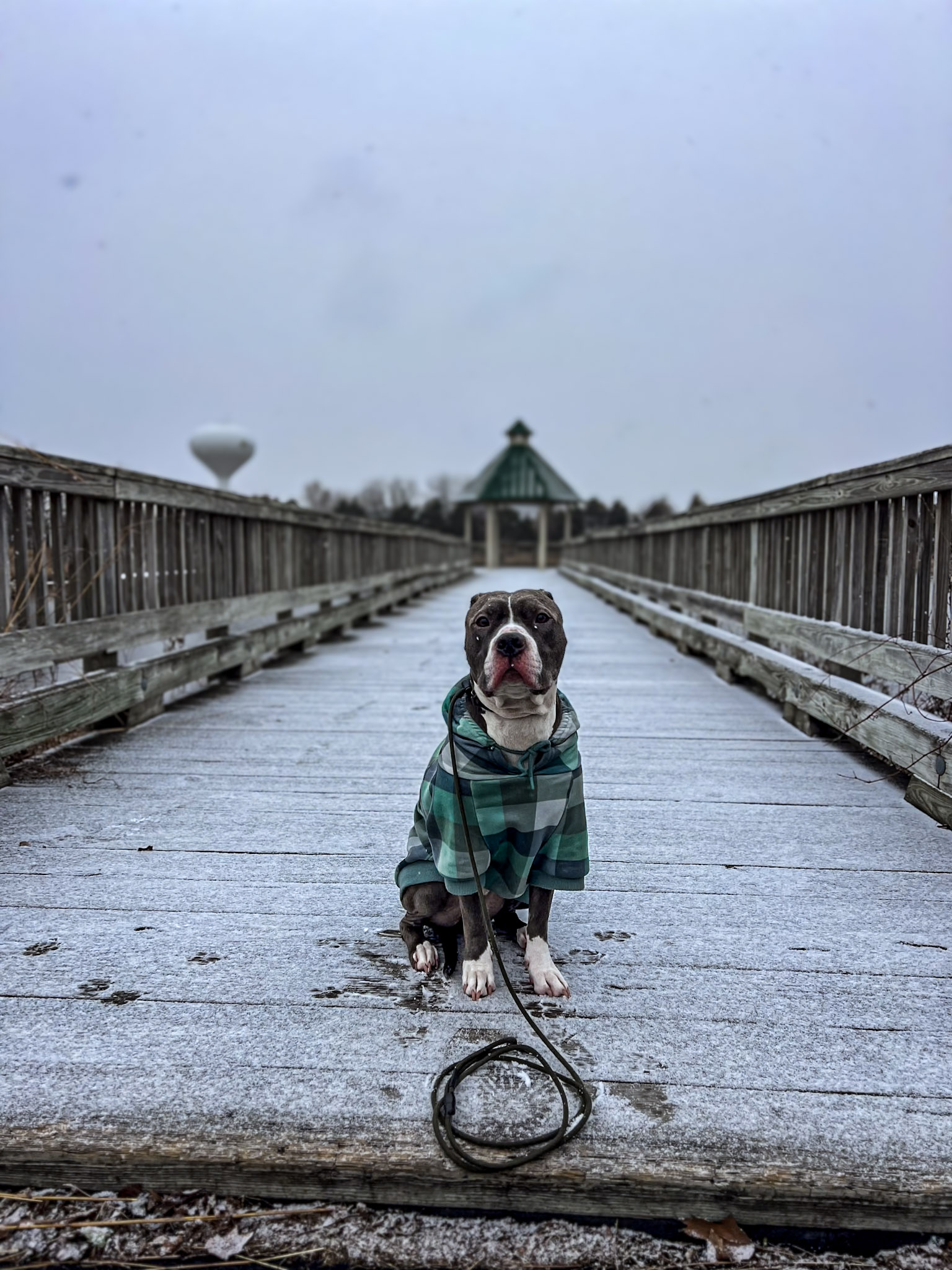 Mushu The Pitbull Posing On A Bridge