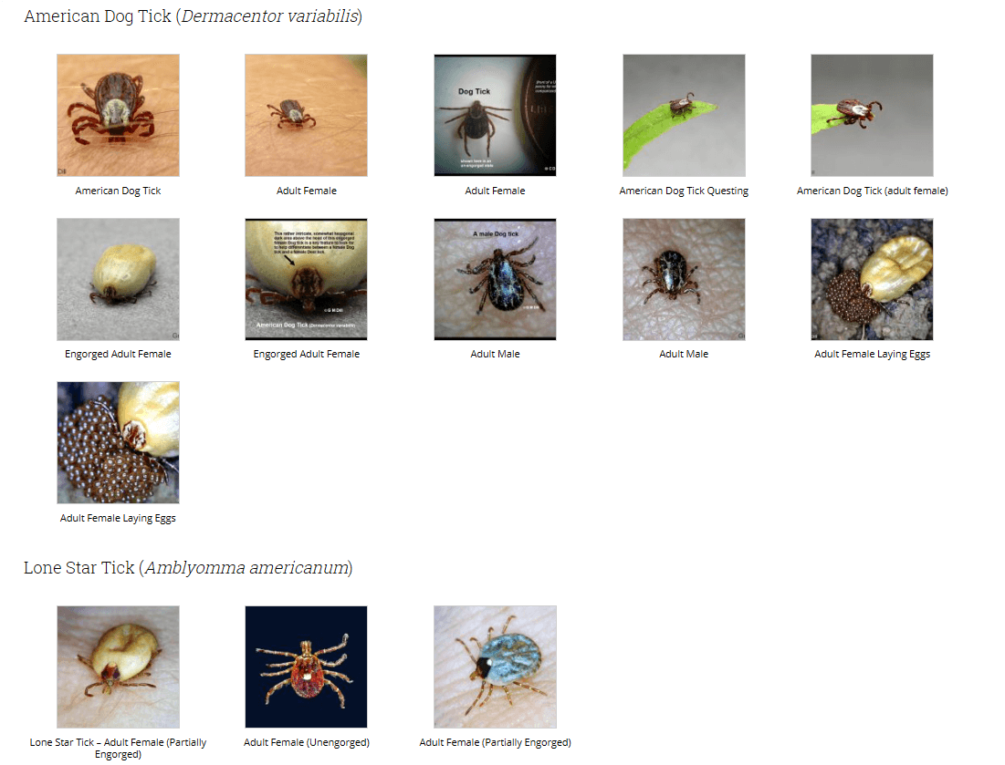 Natural Tick Prevention For Dogs | Professional Dog Training | Training That Lasts