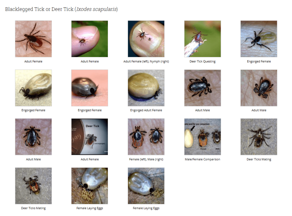 Various Stages Of Blacklegged Ticks