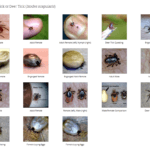 Various stages of blacklegged ticks