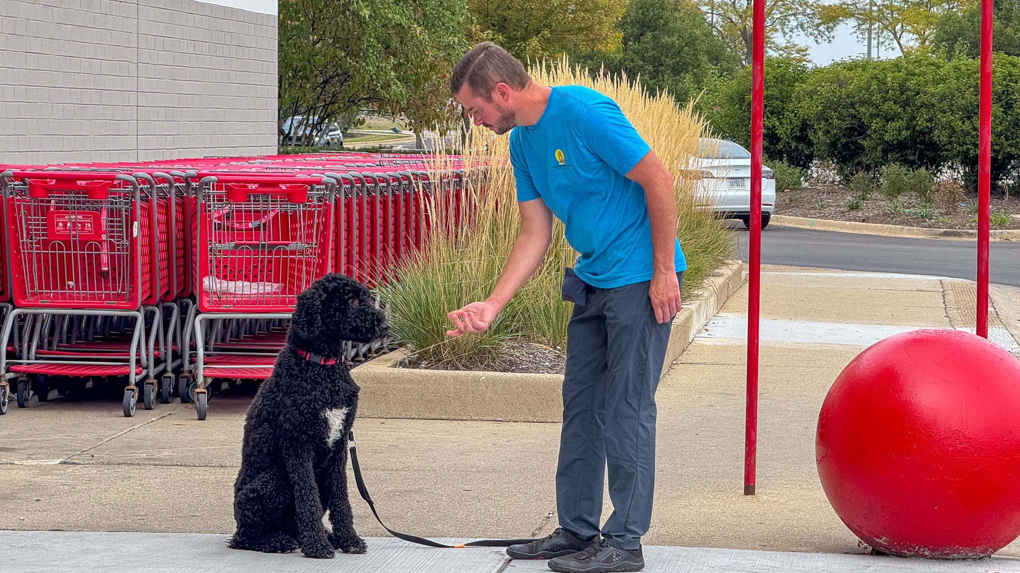 Training That Lasts The Importance Of Consistency In Dog Training: An Expanded Deep Dive Dog Friendly Events