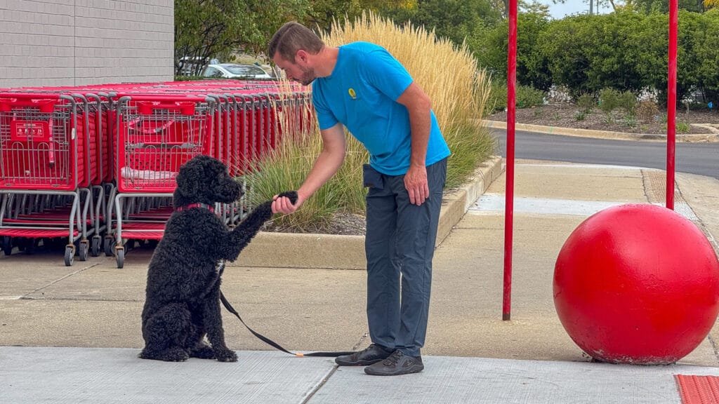 Obedience Training In Front Of Target