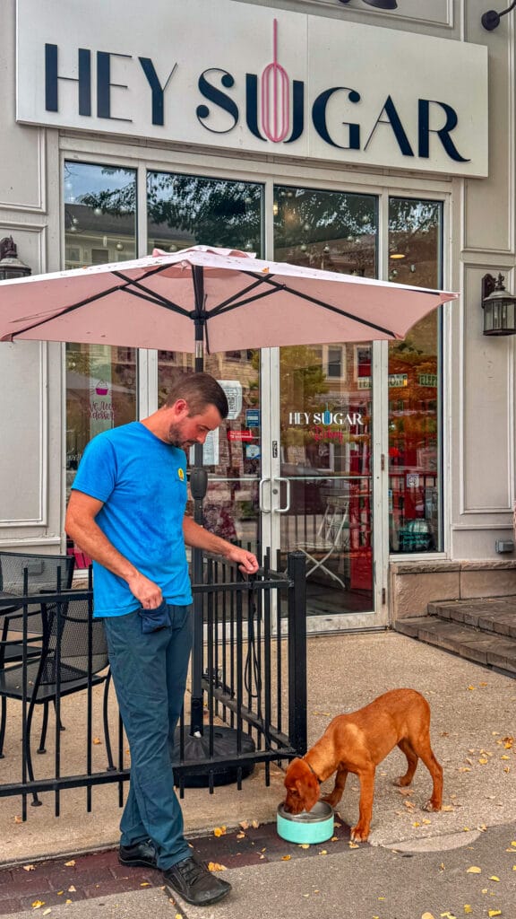 Training That Lasts Family Involvement And Creating Consistency Dog Training Basics, Training Tools &Amp; Techniques