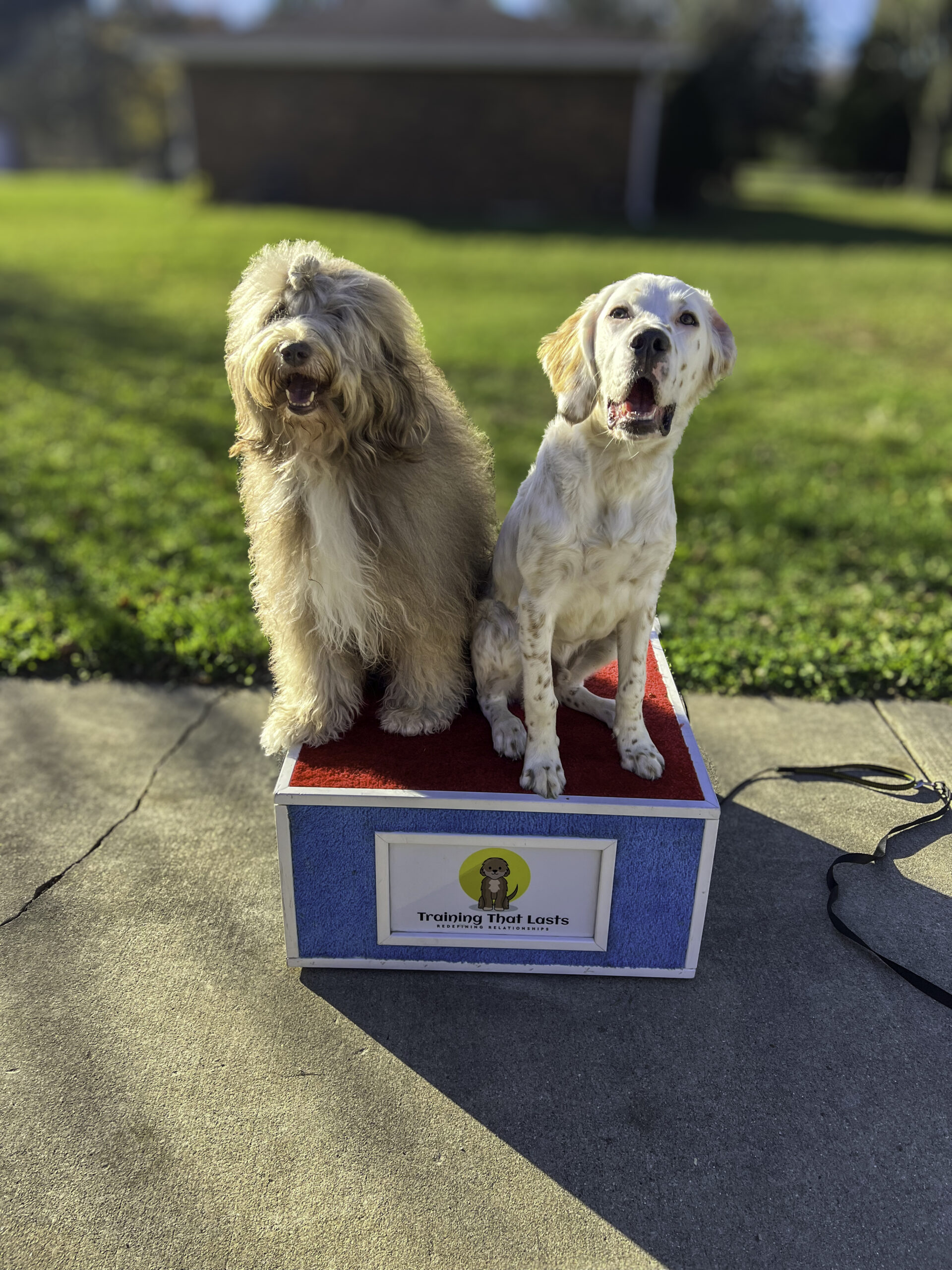 Oscar the goldendoodle on training box with a white Labrador